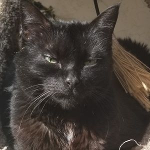 Meet your Posher, Sydney